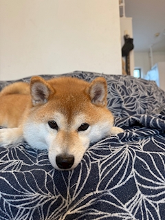 ·̩͙꒰ঌ 天使 れんか ໒꒱· ﾟ「🐶」