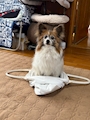 chiko