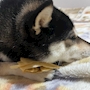 chiko
