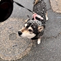 chiko