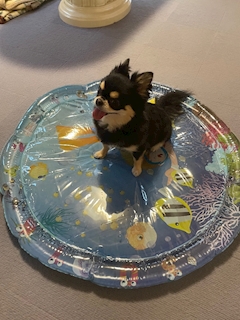 そら「実家わんこ」