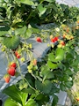 新着ブログ いちご狩り行ってきたよ🍓