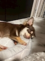 chiko
