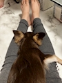 chiko