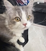 chiko