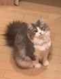 chiko