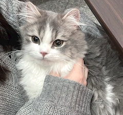 プロフィール写真5・🐈‍⬛🎀(柏ｽﾘｴ)まり^.ˬ.^‎🩶｜Girl's Bar SELIER・スリエ - 柏駅 東口のガールズバー