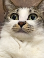 chiko