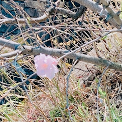 まり「早咲き？」