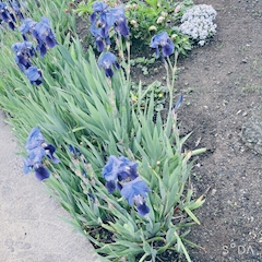 まり「花の名前」