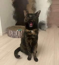 りく