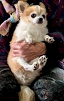 chiko