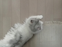 chiko