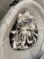 chiko