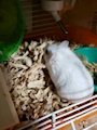 chiko