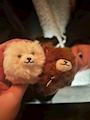 新着ブログ わんこ