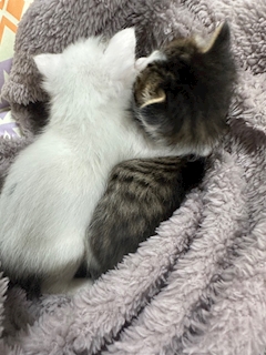 ゆき「にゃんこ🐈」
