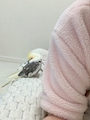 chiko