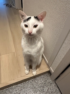 ここ