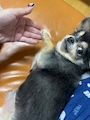 chiko