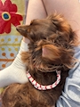 chiko
