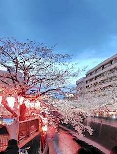 ゆう「目黒川の桜見に行ってきました🩷🌸✨️」