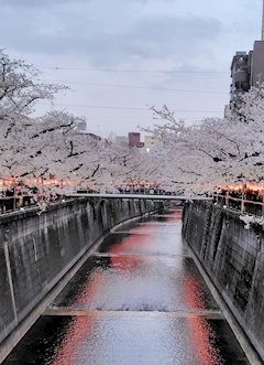 ゆう「目黒川の桜見に行ってきました🩷🌸✨️」