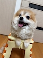 chiko