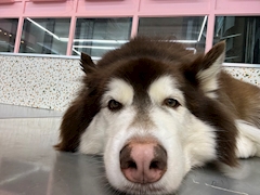 プロフィール写真2・れみ｜Club INception・インセプション - 池袋西口の朝・昼キャバ