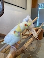 chiko