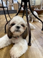 chiko
