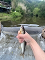 chiko