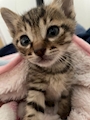 chiko