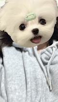 はる