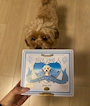 chiko