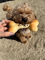 chiko