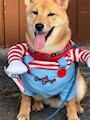 chiko
