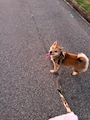 chiko