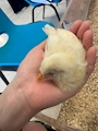 chiko