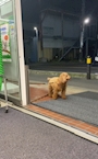 chiko