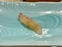 スナックラウンジ　ほろろ