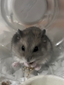 chiko