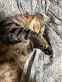 chiko
