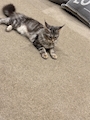 chiko