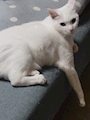 女の子