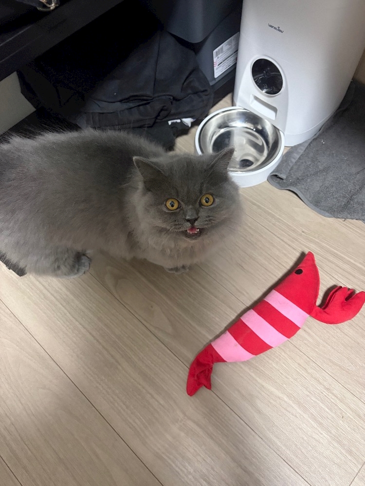 もゆさん。