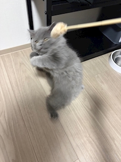 もゆさん。