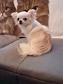 chiko