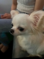 chiko