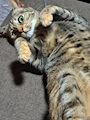 chiko
